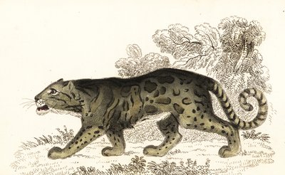 Clouded Leopard, Neofelis nebulosa (engraving) by William Alexander Forbes