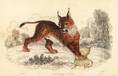 Eurasian lynx, Lynx lynx (engraving) by William Alexander Forbes