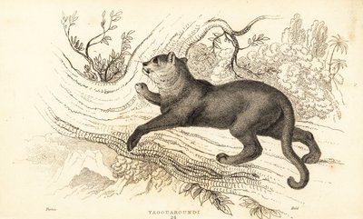 Jaguarundi, Puma Yagouaroundi, 1834 (engraving) by William Alexander Forbes