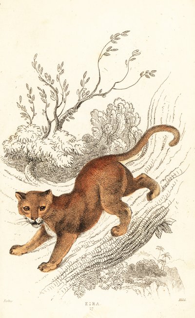 Jaguarundi, Puma yagouaroundi, 1834 (engraving) by William Alexander Forbes