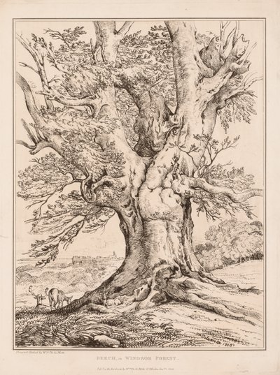 Beech in Windsor Forest by William Alfred Delamotte