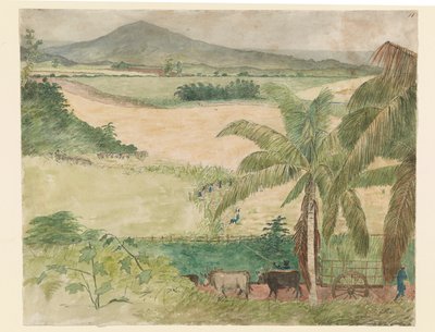 Sugar estate - slave cutting cane by William     Berryman