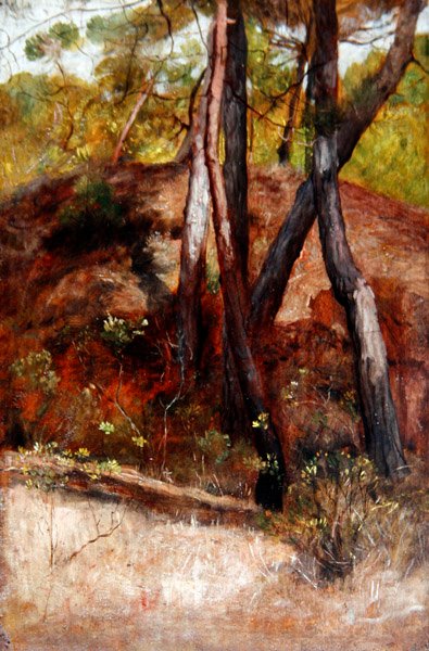 Trees at Bocca d