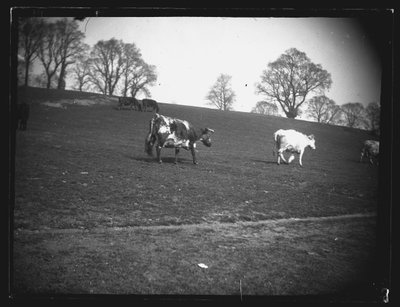 Quarry Field, Rumney, Cardiff by William Booth