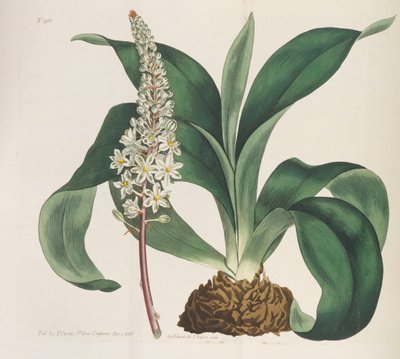 Botanical Magazine by William Curtis