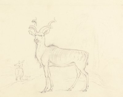The Koodoo by William Daniell