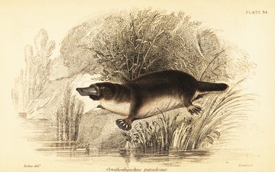 Platypus, Ornithorhynchus Anatinus (engraving) by William Dickes