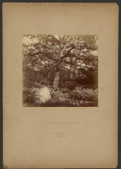 Forest of Fontainebleau by William Drooke Harrison
