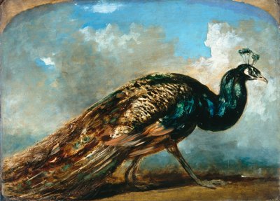 Study of a Peacock by William Etty