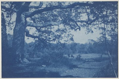 Large Oak at Edge of Meadow by William H. Cades