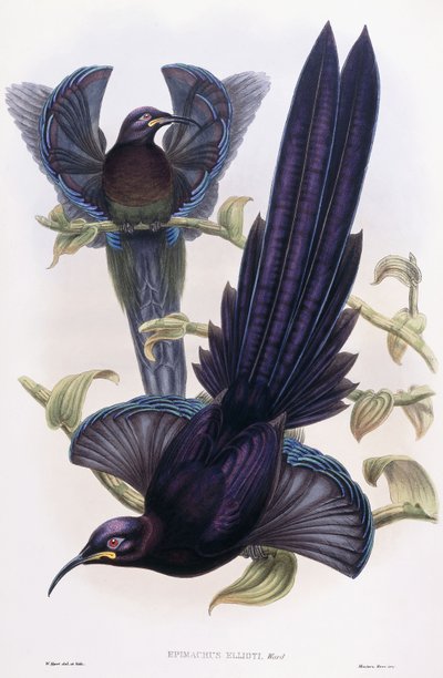 Epimachus Ellioti, Ward, c.1891-1898 by William Hart
