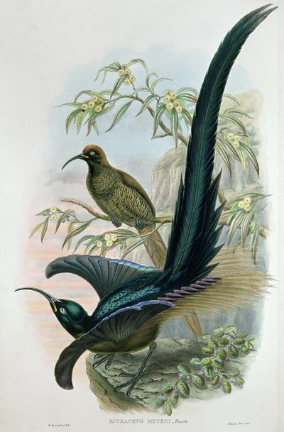 Epimachus Meyeri by William Hart