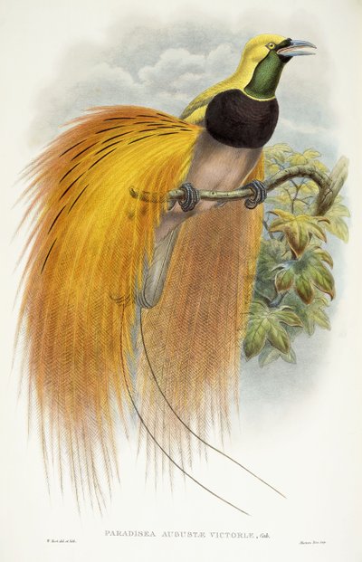 Paradisea Augustae Victoriae, 1891-1898 by William Hart