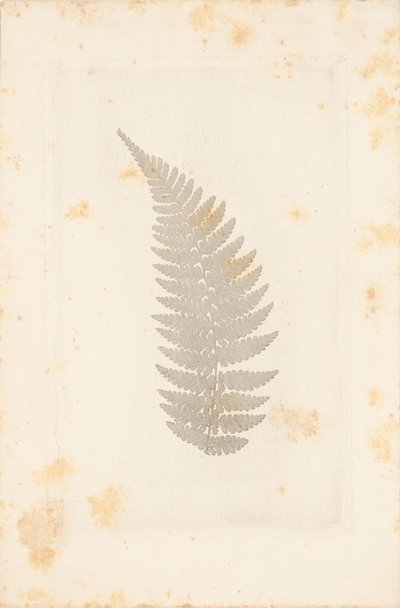 Fern by William Henry Fox Talbot