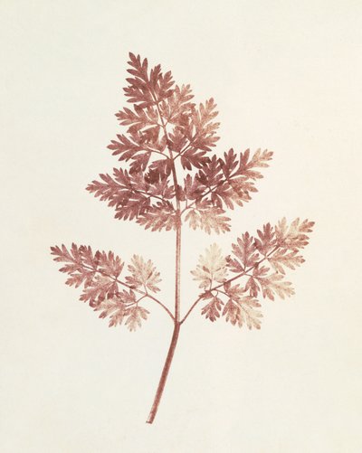 Fronds of Leaves, 1843 by William Henry Fox Talbot
