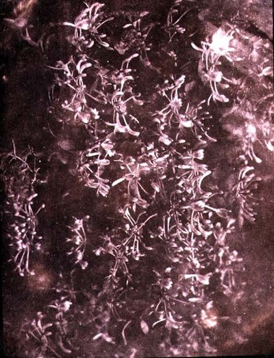 Honeysuckle, June 1840 by William Henry Fox Talbot