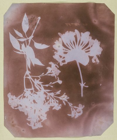 Two Plant Specimens by William Henry Fox Talbot