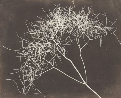 Wild Fennel by William Henry Fox Talbot