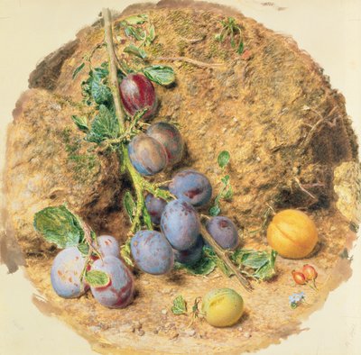 Plums by William Henry Hunt