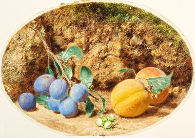 Purple Plums, Apricots and Woodnuts by William Henry Hunt