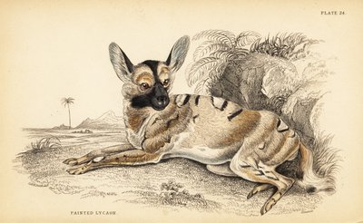 African wild dog, endangered by William Home Lizars