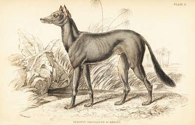 Arabian Greyhound, Canis lupus familiaris by William Home Lizars