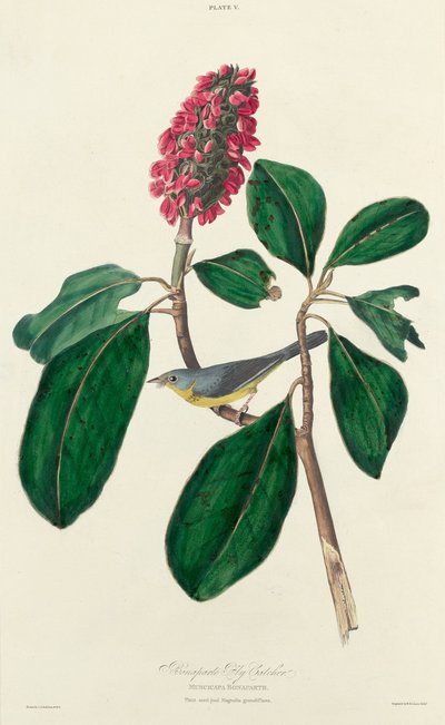 Bonaparte Fly Catcher by William Home Lizars