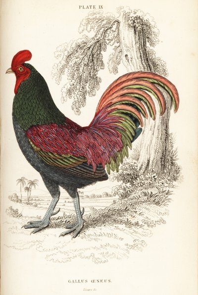 Bronzed cock of Sumatra, Gallus aeneus by William Home Lizars