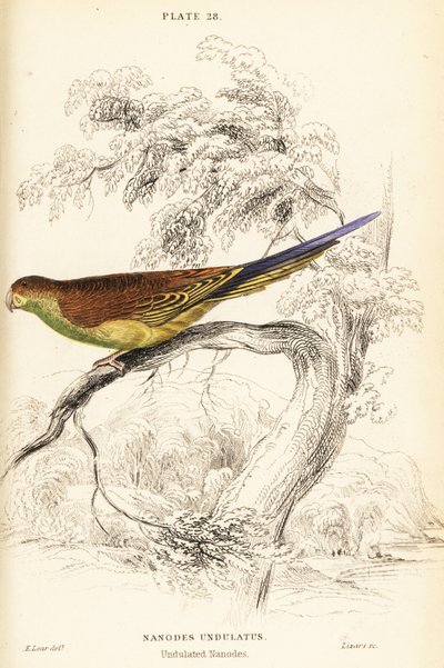 Budgerigar by William Home Lizars