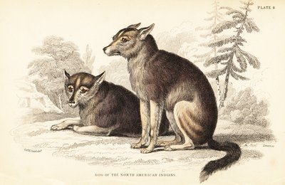 Coyote by William Home Lizars