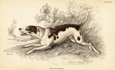 Fox hound, Canis lupus familiaris by William Home Lizars