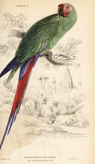 Great green macaw, Ara ambiguus by William Home Lizars