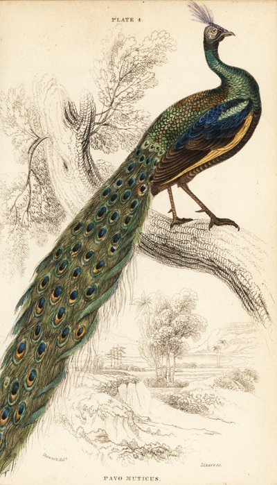 Green peafowl, Pavo muticus by William Home Lizars