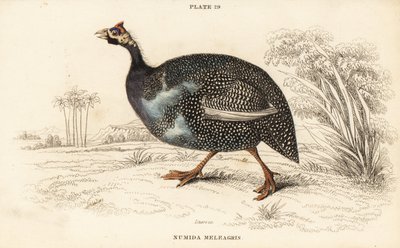 Helmeted Guineafowl, Numida meleagris by William Home Lizars