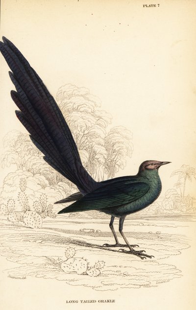 Long-tailed glossy starling by William Home Lizars