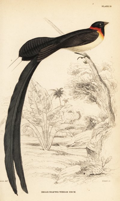 Long-tailed paradise-whydah, Vidua paradisaea by William Home Lizars
