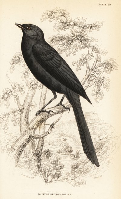 Northern black-flycatcher by William Home Lizars