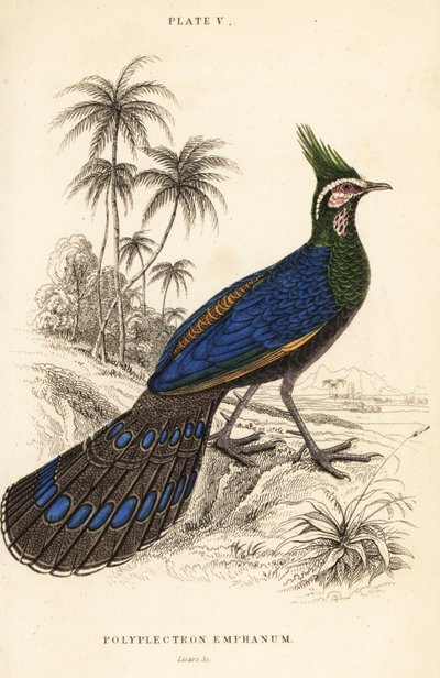 Palawan peacock-pheasant, Polyplectron napoleonis by William Home Lizars