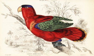 Purple-naped Lory, Lorius domicella by William Home Lizars