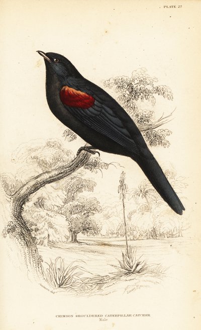 Red-shouldered cuckooshrike, male by William Home Lizars