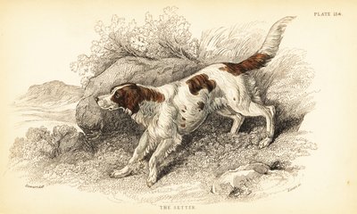 Setter by William Home Lizars