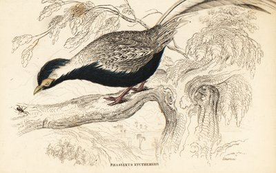 Silver Pheasant, Lophura nycthemera by William Home Lizars
