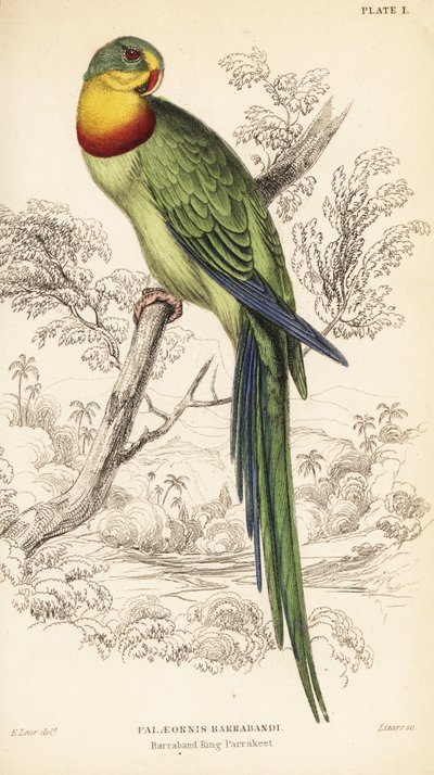 Superb parrot by William Home Lizars