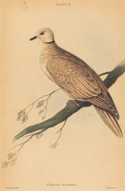 Turtur Risorius by William Home Lizars