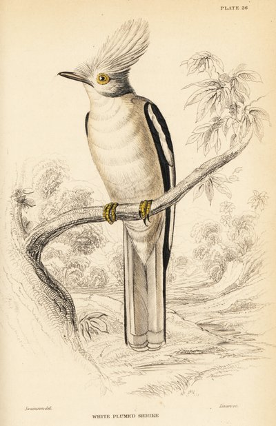 White-crested Helmetshrike, Prionops plumatus by William Home Lizars