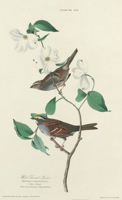 White-throated Sparrow by William Home Lizars
