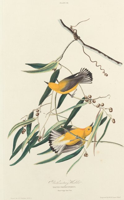 Prothonotary Warbler by William Home Lizars after John James Audubon