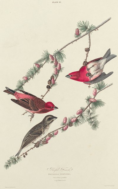 Purple Finch by William Home Lizars after John James Audubon
