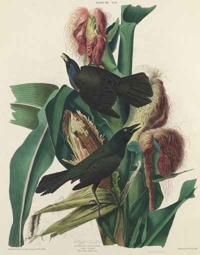 Purple Grackle by William Home Lizars after John James Audubon
