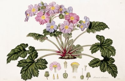 Primula Sinensis by William Hooker
